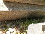 image of grave number 808782